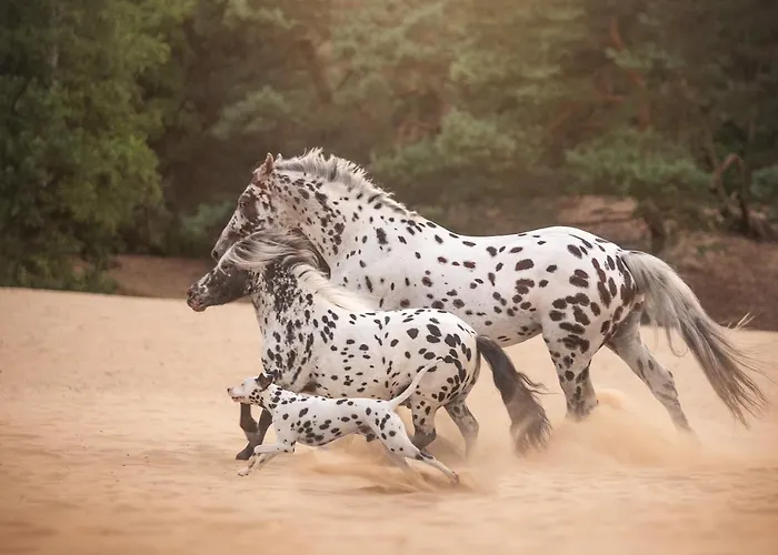 Human&Horse Hotel